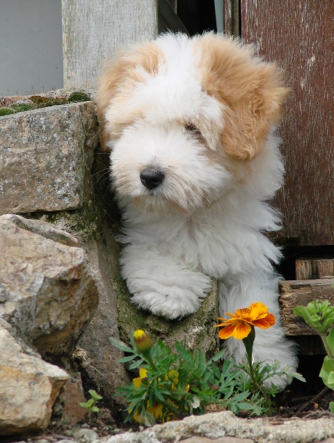 Portée de Dora Doll x Barry W. Junior née le 15/02/2012 (clic sur la photo pour détails) Portée de Dora Doll x Barry W. Junior née le 15/02/2012 (clic sur la photo pour détails)